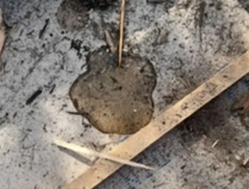Roof leaks